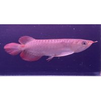 紅龍　ＫALIMANTAN RED(15cm±）（2）