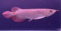 紅龍　ＫALIMANTAN RED(15cm±）（2）