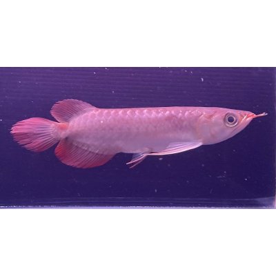 画像1: 紅龍　ＫALIMANTAN RED(15cm±）（2）