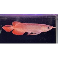 紅龍　ＫALIMANTAN RED(15cm±）（1）