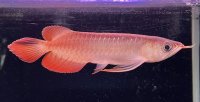 紅龍　ＫALIMANTAN RED(15cm±）（1）