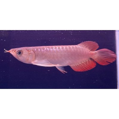 画像2: 紅龍　ＫALIMANTAN RED(15cm±）（2）