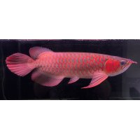 紅龍　メタルレッドF4(40cm±）【2】