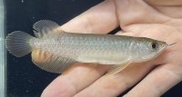 高背金龍　FOREVER Arowana Aquaculture(2)