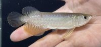 高背金龍　FOREVER Arowana Aquaculture(1)