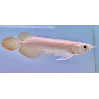 紅龍　ＫALIMANTAN RED(15cm±）（3）