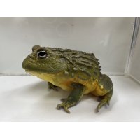 アフリカウシガエルCB(3)17cm