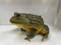 アフリカウシガエルCB(3)17cm