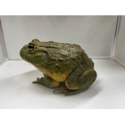 画像4: アフリカウシガエルCB(2)15cm