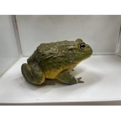 画像3: アフリカウシガエルCB(2)15cm