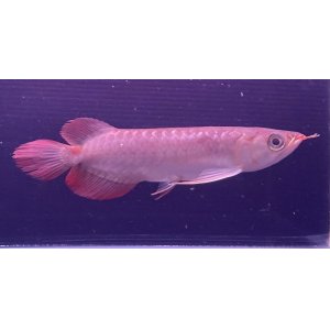 画像: 紅龍　ＫALIMANTAN RED(15cm±）（2）