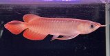 画像: 紅龍　ＫALIMANTAN RED(15cm±）（1）