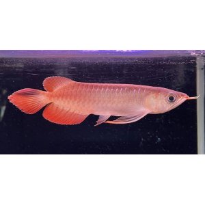 画像: 紅龍　ＫALIMANTAN RED(15cm±）（1）