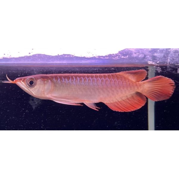 画像2: 紅龍　ＫALIMANTAN RED(15cm±）（1） (2)