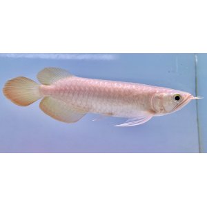 画像: 紅龍　ＫALIMANTAN RED(15cm±）（3）